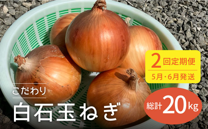 【全2回定期便】5月6月発送 こだわり 白石 玉ねぎ 10kg【れんこんの家やました】玉葱 [IAW007]