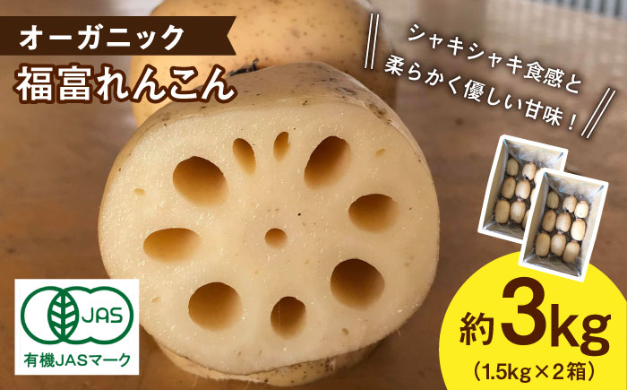【年内発送】【節切り】希少なオーガニック 福富れんこん 約3kg（1.5kg×2箱）/ 佐賀県産 農家直送 直送 白石れんこん レンコン 蓮根 根菜 洗いれんこん 野菜 有機JAS 新鮮 白石町産 高品質 九州 佐賀県 白石町【中島農園】 [IBC004]