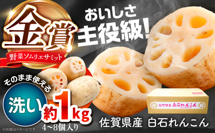 【年内発送】【金賞受賞】洗いれんこん　計1kg（4-8個） 【松尾青果】 [IBD020]