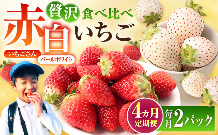【先行予約】【4回定期便】食べ比べ！いちごさん＆パールホワイト【かわさきいちご】イチゴ [IBG012]