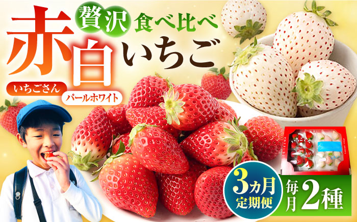【先行予約】【3回定期便】食べ比べ！いちごさん＆パールホワイト 詰め合わせ 各品種220g（計440g以上）/回【かわさきいちご】イチゴ [IBG013]