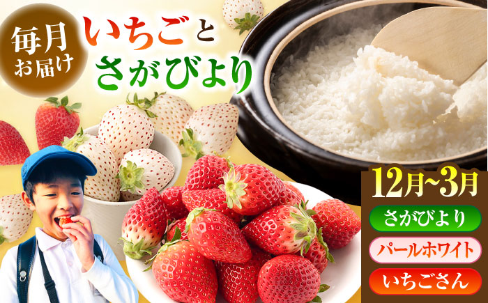 【R7年12月以降発送】【全4回定期便】いちごとお米の贅沢定期便（1） 【かわさきいちご】 [IBG019]