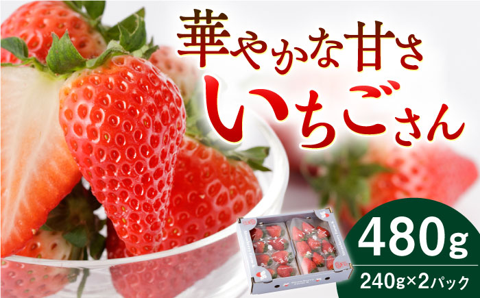 【先行予約】【農家直送】いちごさん（240g×2パック）【StrawberryFarm-K】イチゴ [IBJ001]