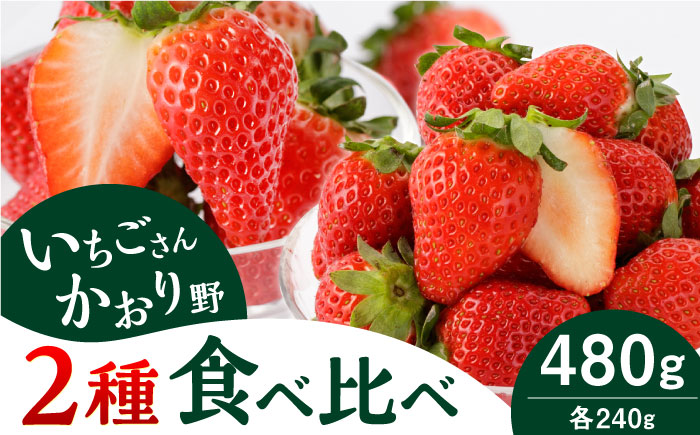 【先行予約】【農家直送】赤いちご 食べ比べ！かおり野＆いちごさん 各240g 詰め合わせ セット（計480g）【StrawberryFarm-K】イチゴ [IBJ006]