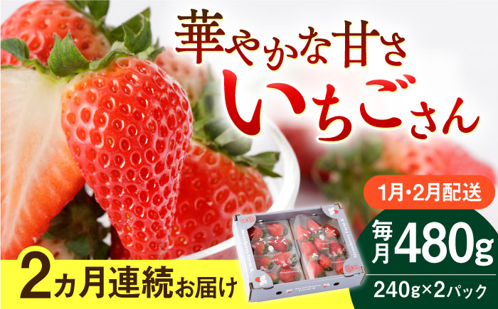 【R8年1月以降発送】【2回定期便】いちごさん 240g×2パック（1・2月配送）【StrawberryFarm-K】イチゴ [IBJ013]