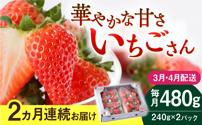【R8年3月以降発送】【2回定期便】いちごさん 240g×2パック（3・4月配送）【StrawberryFarm-K】イチゴ [IBJ014]