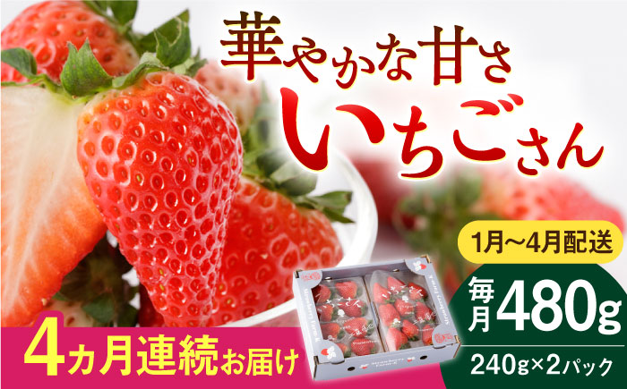 【R8年1月以降発送】【4回定期便】いちごさん 240g×2パック（1-4月配送）【StrawberryFarm-K】イチゴ [IBJ015]