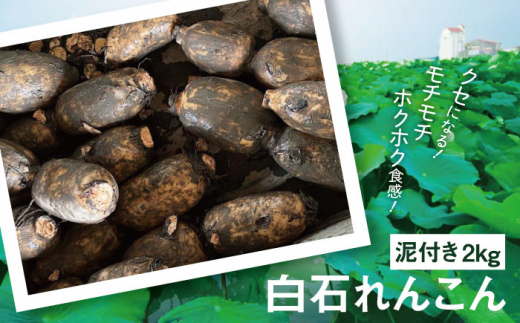 【年内発送】産地直送！白石れんこん（泥付き）2kg【有限会社白石開発】 [IBN001]