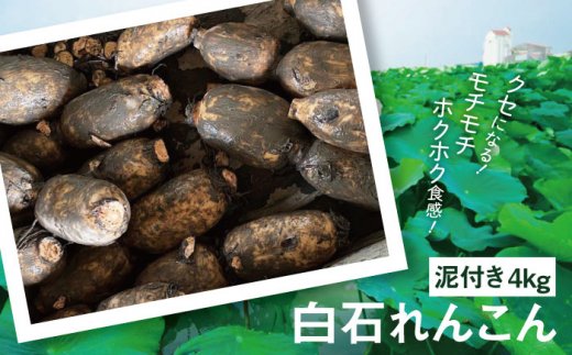 【年内発送】産地直送！白石れんこん（泥付き）4kg【有限会社白石開発】佐賀県産 れんこん レンコン 蓮根 泥付きれんこん 白石れんこん 九州 佐賀県 白石町 [IBN002]
