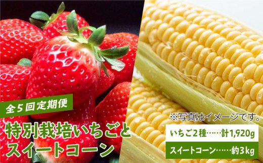 【先行予約】【全5回定期便】特別栽培いちごとスイートコーン 【井崎農園】イチゴ [IBP001]