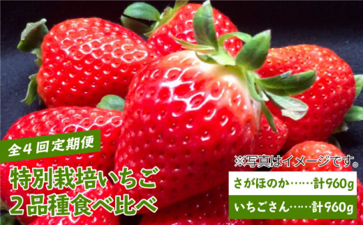 【先行予約】【全4回定期便】特別栽培いちご2品種食べ比べ（さがほのか・いちごさん） 【井崎農園】イチゴ [IBP002]