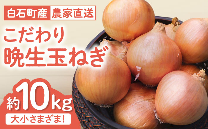 【農家直送！】こだわり 晩生玉ねぎ 約10kg【一ノ瀬農園】たまねぎ 玉葱 [IBQ009]