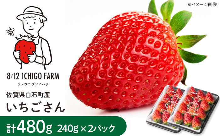 【R8年2月以降発送】いちごさん 240g×2パック 【8/12ICHIGOFARM】 [IBR002]