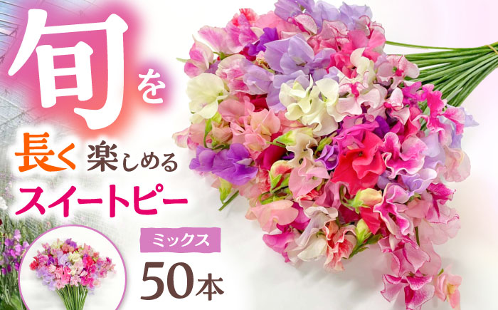 【R7年度12月以降発送】【生産農家直送！】スイートピー 花束 50本（ミックス）【木下農園】生花 [IBW001]