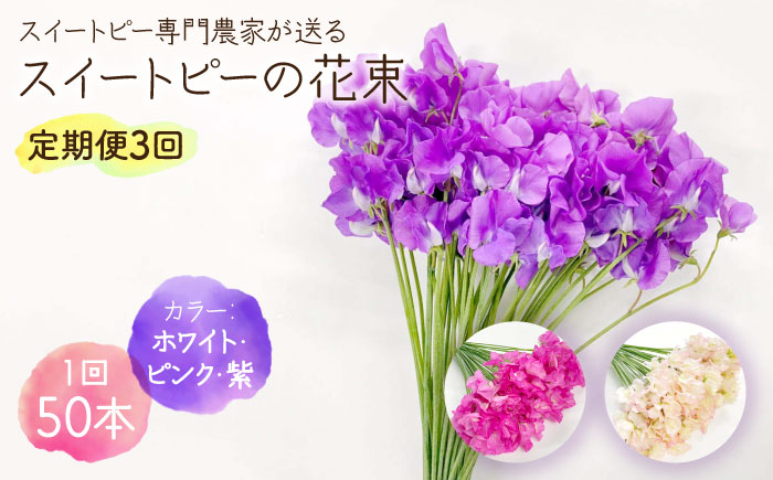 【R8年1月以降発送】 【生産農家直送！】【3回定期便】スイートピー 花束 50本（ホワイト・ピンク・紫）【木下農園】生花 [IBW007]