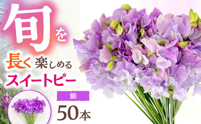 【R7年度12月以降発送】 【生産農家直送！】スイートピー 花束 50本（紫）【木下農園】 [IBW008]