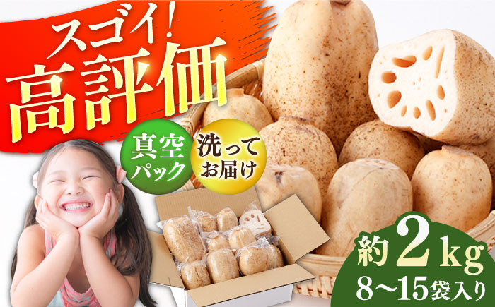 【R8年1月以降発送】【真空パック】リピーター続々！ 洗いれんこん 約2kg（8-15袋入り）【和泉農園】 蓮根 [ICE001]