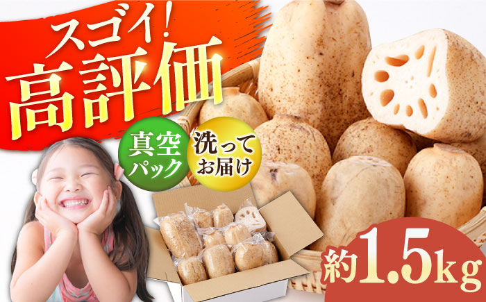 【真空パック】リピーター続々！ 洗いれんこん 約1.5kg【和泉農園】 蓮根 [ICE002]