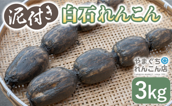 【年内発送】【祖母は103歳 健康長寿の源！】 白石 れんこん 3kg【やまぐちれんこん店】蓮根 レンコン 泥付き 根菜 野菜 佐賀県産 [ICT001]