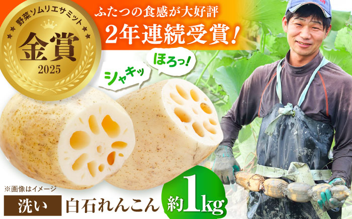 【野菜ソムリエサミット金賞】白石町産 絶品洗いれんこん約1kg【野中農園】 [IDC001]
