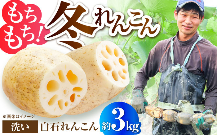 【年内発送】土壌からこだわった白石町産洗いれんこん約3kg【野中農園】佐賀県産 農家直送 直送 白石れんこん レンコン 蓮根 根菜 野菜 白石町産 高品質 九州 佐賀県 白石町 [IDC006]