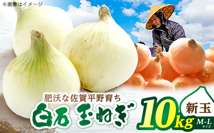 新玉ねぎ 10kg 【片渕農園】 [IDG001]