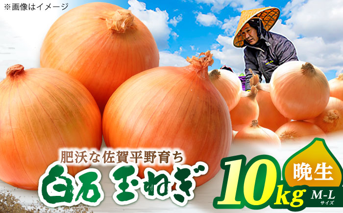 玉ねぎ 10kg 【片渕農園】 [IDG002]