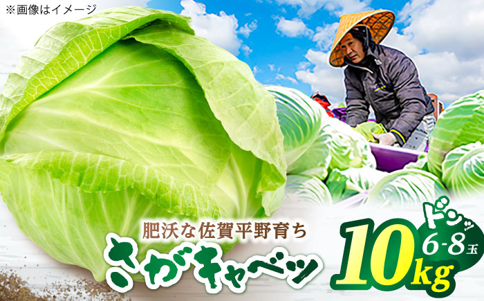 キャベツ 10kg（6-8玉） 【片渕農園】 [IDG005]