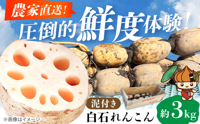 【年内発送】泥付きれんこん 約3kg 【勝農園】[IDK002]