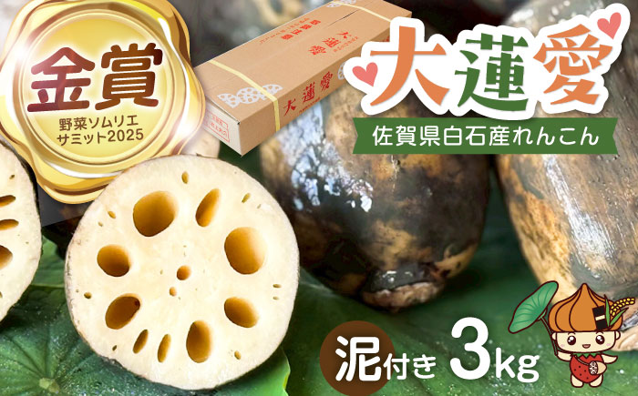 【R8年2月以降発送】泥付きれんこん 大蓮愛 3kg 【池上ファーム】 [IDN001]