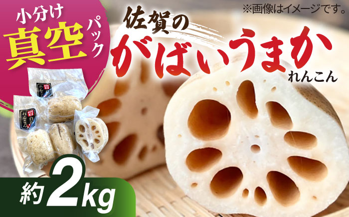 [先行予約][真空パック]新鮮でおいしい! 佐賀のがばいうまかレンコン 約2kg[有限会社白石開発] 