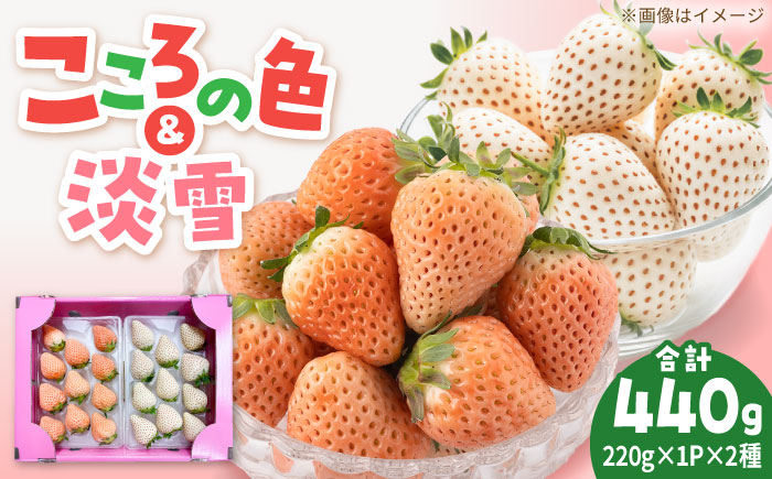 【R8年2月以降発送】淡雪・こころの色 白いちごプレミアム 計440g（220g×2パック） 【岸川農園】 [IAP045]