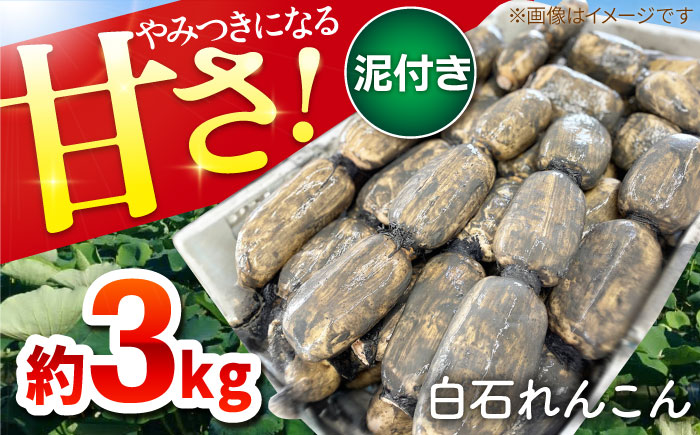 【年内発送】やみつきになる甘さ！ 松尾青果のこだわり白石れんこん 約3kg【松尾青果】泥付き [IBD001]