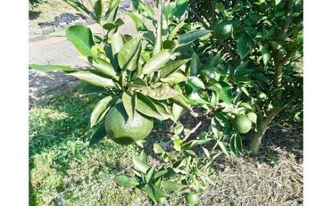 N-172 太良町産じゃばらストレート果汁　７２０ｍｌ×１本