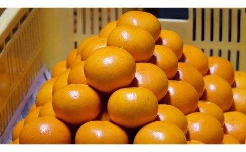 おひさまおれんじ7kg おひさまおれんじ 7kg 希少 温州みかん 早生 温州 みかん ミカン 蜜柑 温州蜜柑 温州ミカン フルーツ くだもの 果物 ミネラル豊富 太良町 国産 人気 おすすめ 早津みかん園 ギフト 盛田温州 濃厚 ジューシー 甘い