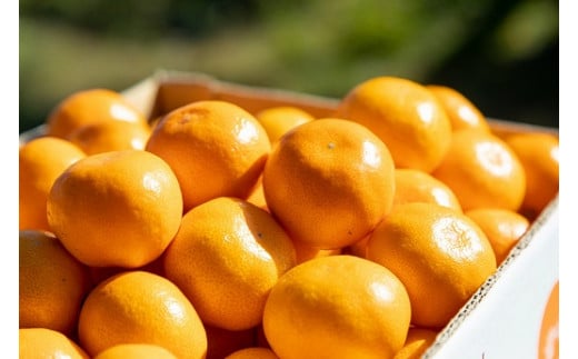 愛情たっぷりたらみかん 5kg 温州 みかん ミカン 蜜柑 温州蜜柑 温州ミカン フルーツ くだもの 果物 ミネラル豊富 太良町 国産 贈答用 お中元 お歳暮