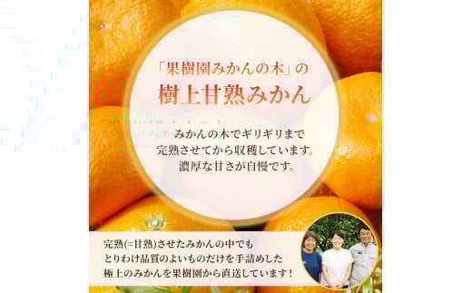 果樹園みかんの木の極甘小玉みかん ３．５ｋｇ　みかん ミカン 蜜柑 温州みかん 完熟みかん 甘熟 柑橘 有機栽培 国産 佐賀県産 太良町 こだわり 贈答品 産地直送 詰め合わせ 小玉