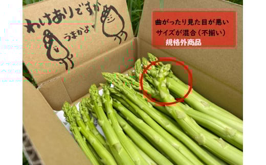 味はそのまま訳あり 森のアスパラ 800g (料理王国100選入賞 2021) アスパラ アスパラガス 規格外品 訳あり 佐賀県 太良町