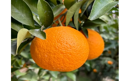 まちなが家族農園の完熟みかん 3.5kg みかん ミカン 蜜柑 たらみかん 太良みかん 温州みかん 完熟みかん 甘熟 柑橘 国産 佐賀県産 太良町 こだわり 有機栽培 産地直送 贈答品 詰め合わせ 極甘