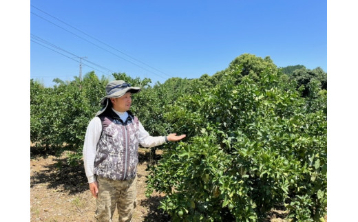 峰農園のゆたたりみかん  5kg 温州 みかん ミカン 蜜柑 温州蜜柑 温州ミカン フルーツ くだもの 果物 ミネラル豊富 国産 産地直送 贈答用 お中元 お歳暮 月の引力が見える町 太良町 ふるさと納税 返礼品 さがみかん 太良みかん 美味しい 多良岳山系の水 有明海の潮風 佐賀県 太良町
