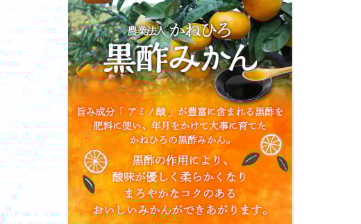 かねひろの黒酢みかん【2023年 第1位ふるさとチョイス みかん 部門】10.3kg 2S～2L 新鮮 黒酢 アミノ酸 みかん 蜜柑 ミカン 温州みかん 10kg 甘い 柑橘 果実 フルーツ オレンジ 人気 おすすめ 贈答 ギフト 正月 実家 産地 九州 佐賀県 太良町