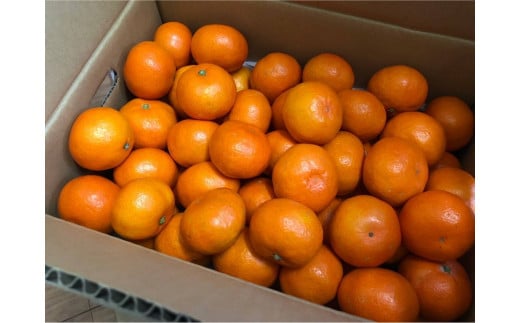 NA-10 中尾農園の夢みるみかん（S-L）５ｋｇ