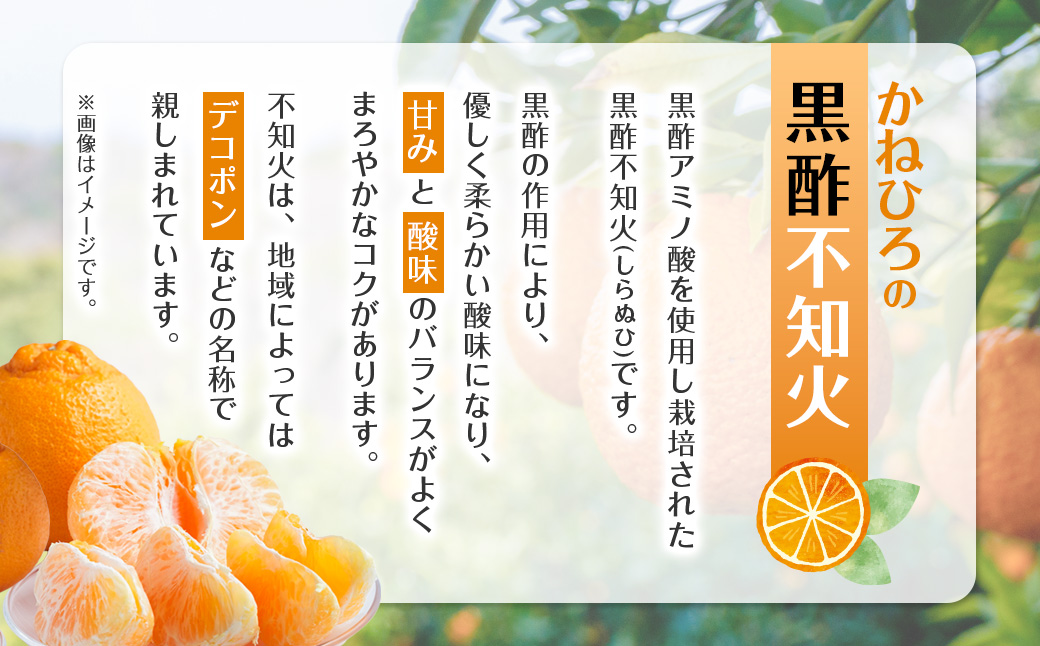 かねひろの黒酢不知火 【2026年3月上旬～5月下旬まで順次発送予定】 フルーツ 果物 柑橘 しらぬい 黒酢 みかん ミカン 蜜柑 黒酢みかん 黒酢アミノ酸 不知火みかん デコポン でこぽん 温州みかん 完熟みかん 国産 佐賀県産 期間限定 有機栽培 佐賀県 太良町 ふるさとチョイス限定 NB23x1