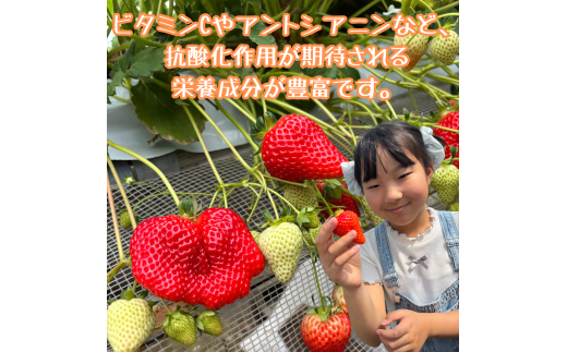 訳あり！太良町産「ゆめのか」冷凍いちご500ｇ×４袋 佐賀県 太良町