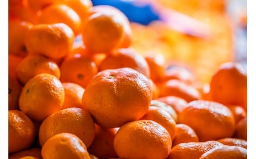 かねひろの黒酢みかん【プレミアム】11kg 新鮮 黒酢アミノ酸 みかん 蜜柑 ミカン 柑橘 温州みかん 黒酢みかん 果実 Sサイズ Mサイズ 10㎏ フルーツ 果物 人気 おすすめ 減農薬 特殊栽培 佐賀県 太良町