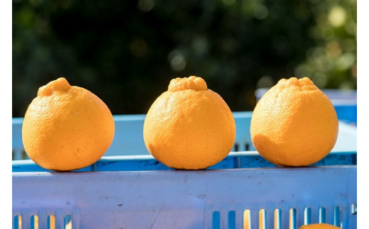 辰見農園の春待ち「しらぬひ」小玉 5kg 【2026年2月下旬～4月下旬発送予定】 L92x1