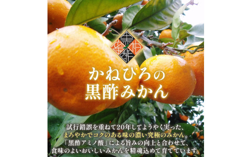 かねひろの黒酢みかん たっぷり 大玉 10kg （2L～3Lサイズ） 【7営業日以内発送】 【2026年1月下旬まで順次発送予定】 みかん ミカン 黒酢みかん 温州みかん 極早生種 早生種 中生種 晩生種 蜜柑 フルーツ 果物 くだもの 柑橘 常温 国産 佐賀県産 佐賀県 太良町 常温