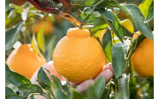 辰見農園の春待ち 「しらぬひ」 5kg 【2026年2月下旬～4月下旬発送予定】 N108x1