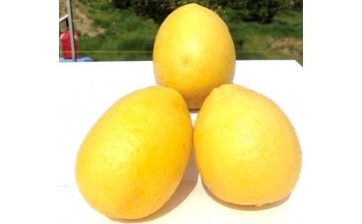 山本農園の珍果 弓削瓢柑 （ゆげひょうかん） 4.5kg 【2026年3月下旬～4月下旬発送予定】 ひょう柑 みかん 蜜柑 ミカン おれんじ オレンジ フルーツ 果物 くだもの ジューシー 柑橘 国産 完熟 ジューシー プレゼント 贈り物 ギフト 希少 レア 佐賀県 太良町 N127x1