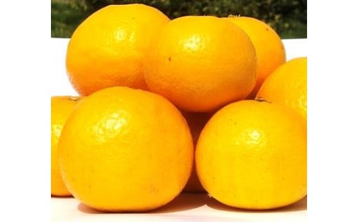 山本農園のニューサマーオレンジ （初夏の味） 4.5kg 【2026年3月下旬～4月下旬発送予定】 みかん 蜜柑 ミカン おれんじ オレンジ フルーツ 果物 くだもの ジューシー 柑橘 国産 完熟 ジューシー プレゼント 贈り物 ギフト 佐賀県 太良町 N128x1